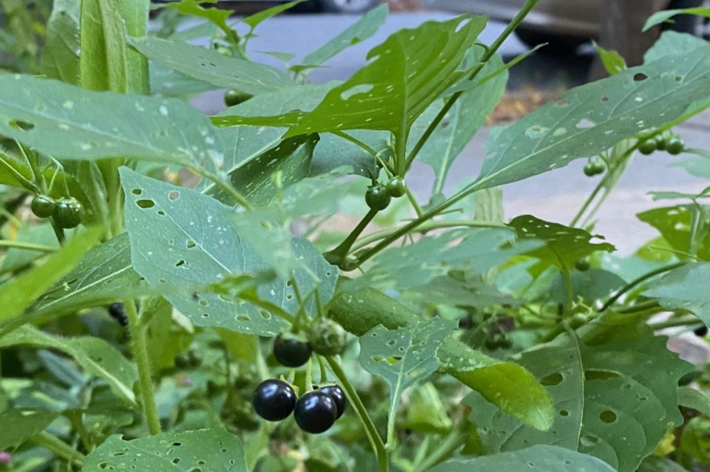 Nightshade: The poison that could be in your&nbsp;backyard